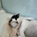 도곡 치유 동물병원 이미지