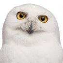 2023-0083 | 환갑아빠와 함께 오사카 부엉이카페 슈엣토 방문 30대 불속성효녀