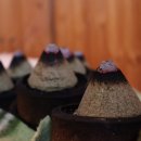 건강체험실 | 대전 쑥뜸 오행쑥뜸체험실 내돈내산 후기+효능