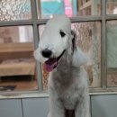 달이네애견미용실 이미지