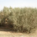 로뎀나무 이미지