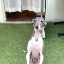 효리세탁소 이미지