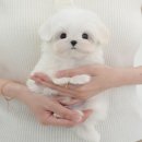 인천 강아지고양이 분양 미유펫 이미지
