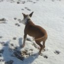 똥강새이 이미지