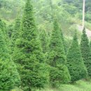 주목나무집 이미지