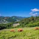 초원목장 이미지