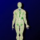 림프계 (The lymphatic system) 이미지