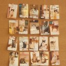 냥이 싸롱 이미지