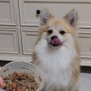 브라보 마이펫 이미지