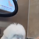 로아 트레일 PET SHOWER 이미지