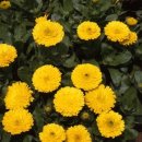 메리골드 이미지