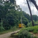 산삼꽃피는마을 이미지