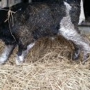 대룡목장 이미지