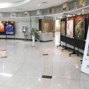 요나고래 이미지