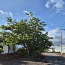 원덕평마을회관 | 청수리 오즈네 / 조용한 시골마을에서 시간을 낭비하고 싶다면