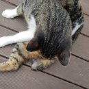 냥꼬네게스트하우스