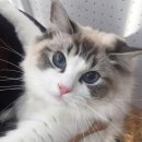 봉봉캐터리 이미지