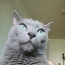 하단오거리 동물의료센터 이미지