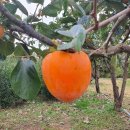 갈치농장 이미지