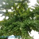 탄방제일경로당 이미지