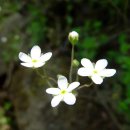 4월 23일의 꽃은 '봄맞이꽃(Rock jasmine)' 이미지