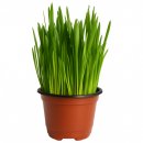 농업회사법인 유한회사 새싹 | 공간 활용 좋은 [미니정글] 바로먹는 캣그라스 귀리 새싹, 1개 사용하기 편한 제품