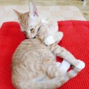 빵그루밍 이미지