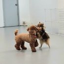 마이댕댕스쿨 이미지