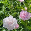 가나다농장 이미지