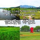 금호강변 | 대구 5월 나들이 추천 청보리밭 명소 금호꽃섬 하중도 근황정보
