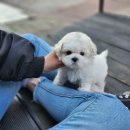 행복한 꿈 | 내 비숑프리제, 꿈에 그리던 아이와의 행복한 동행 시작! 🐶 광진비숑프리제분양 솔직 후기