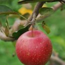 사과꽃필무렵 이미지