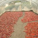 신안농장 이미지