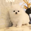 도그마루 강아지 고양이 수원점 네이버블로그