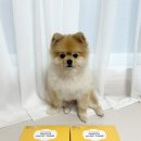 마스코타 펫 | 강아지물티슈로 추천하는 마스코타 미니 펫티슈