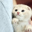 인천고양이분양 도레미캣 이미지