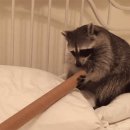 육회한밤