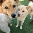 도그플래닛 이미지