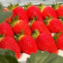 금실농장 이미지