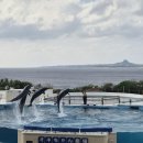 고래의꿈A | 🐋 [츄라우미 수족관] 입장료·고래상어·돌고래쇼·에메랄드비치·관람코스 완벽 정리