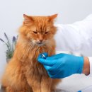 죽전동물병원 이미지