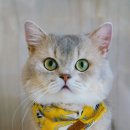 강아지 펫 헤븐 이미지