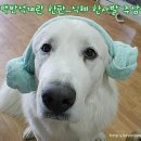 까만코 이미지