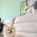 프로펫 애견샵 이미지