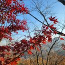11월 둘째 주 화담숲 방문 후기(추천코스, 지각, 모노레일 예약실패, 소요시간 등)