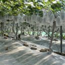 새한농원 이미지