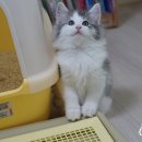 폴캐터리 이미지