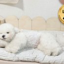 나의 강아지 이미지