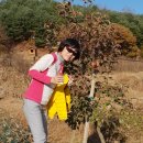 마장호수.연천 도시농부대장님농장(2018.11.04) 이미지