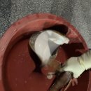 평남횟집 | [여행] 삼척 장호항 가성비 대게 횟집 평남수산 포장 후기